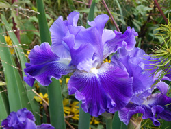 Daughter of Stars at Maymont Park