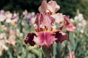 iris